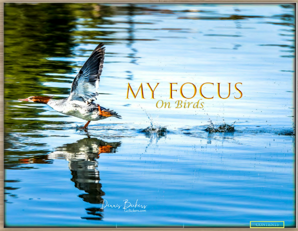 My Focus on Birds